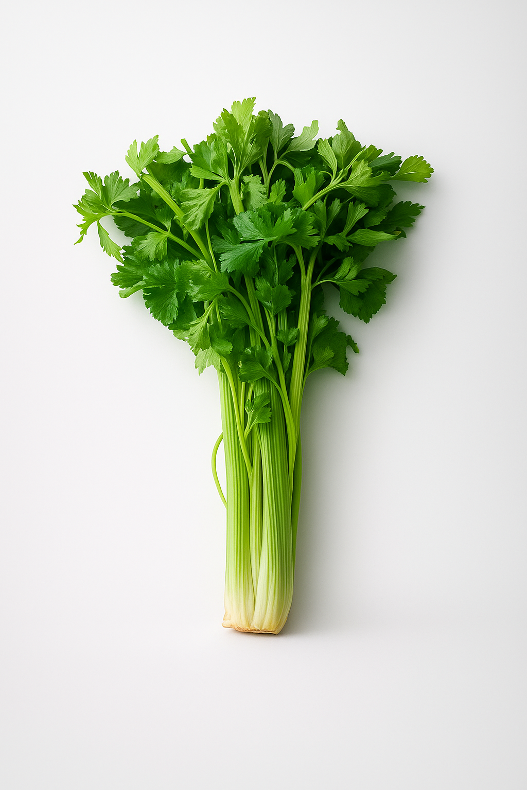 Сельдерей, 1шт